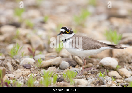 Flußregenpfeifer Charadrius dubius poco inanellato Plover Baviera Germania Foto Stock