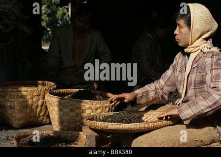 Donne birmane ordinamento di foglie di tè in Hsipaw città, Myanmar (Birmania) Foto Stock