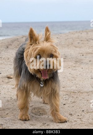 Yorkshire terrier con espressione divertente, permanente sulla spiaggia Foto Stock