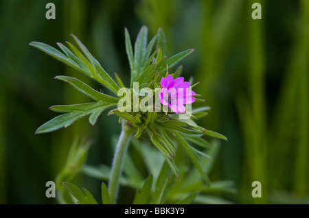 Piccolo-Cranesbill fiorito Foto Stock