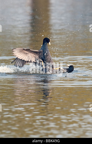 Folaghe in combattimento Foto Stock