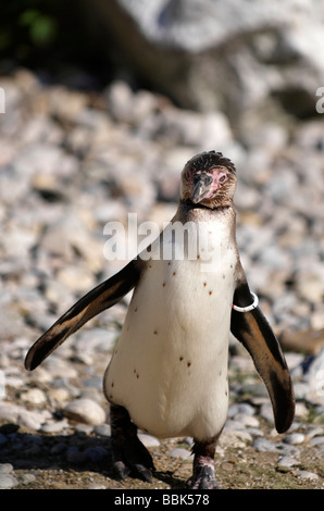 I pinguini Humboldt AKA Pinguino peruviana in Tiergarten lo zoo di Vienna Foto Stock