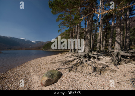 Riva del Loch Muick dal Royal residence a Glas-allt Shiel, Balmoral station wagon Foto Stock