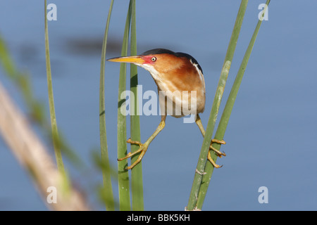 Almeno Tarabuso Foto Stock