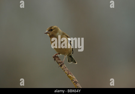 Fringuello sul ramo in Devon Foto Stock