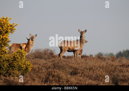 Red Deer Herd Cervus elaphus su Dunwich Heath Suffolk in Inghilterra Foto Stock