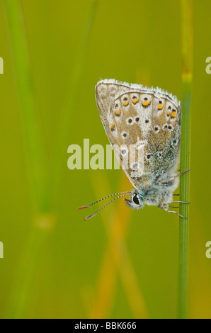 Comune maschio blu sul gambo di erba Foto Stock