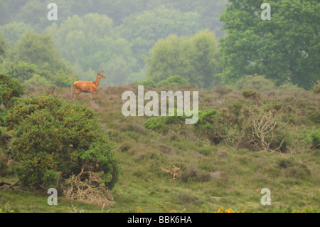 Red Deer Cervus elaphus su heath Dunwich nel Suffolk in Inghilterra Foto Stock