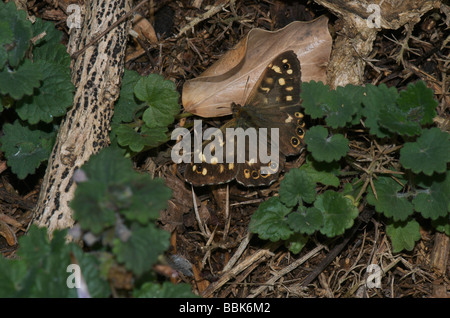 Chiazzato legno butterfly scaldandosi accanto soleggiata campagna boscosa percorso Foto Stock