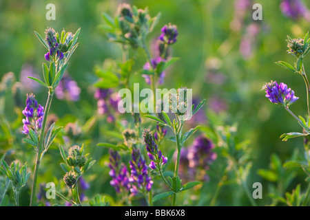 Primo piano di Alfalfa (Medicago sativa) fiorisce in un campo, evidenziando i vibranti fiori viola e il verde fogliame nella luce dell'ora d'oro. Foto Stock