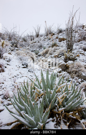 Neve in Anza Borrego Desert State Park California Foto Stock