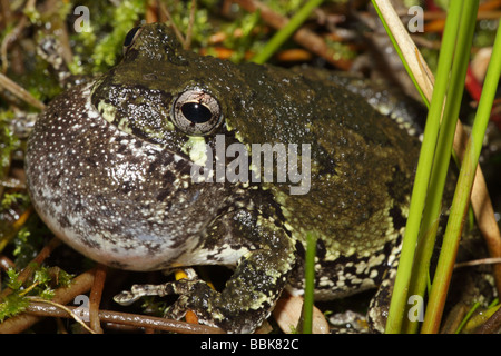 Struttura Grigio rane (Hyla versicolor) maschio chiamando per attrarre femmine - New York STATI UNITI D'AMERICA Foto Stock