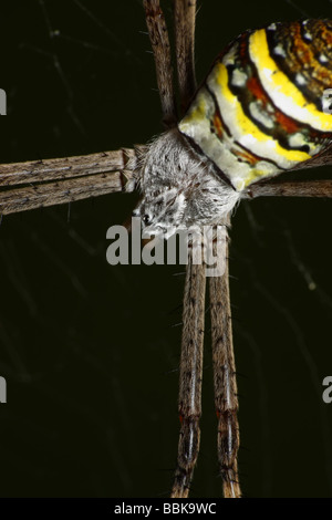 Super Closeup di Spider Foto Stock