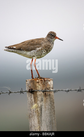 Redshank Tringa totanus in piedi su un vecchio recinto in legno post rendendo il contatto visivo Foto Stock