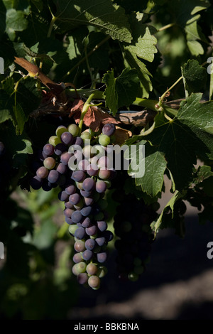 Dettaglio di uva appeso da vitigni nella Barossa Valley Foto Stock