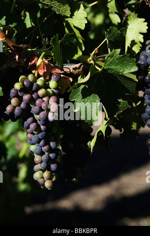 Dettaglio di shiraz uva appeso sulle vigne nella Barossa Valley Foto Stock