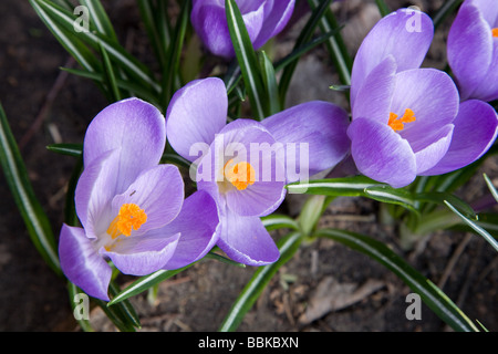 Mazzetto di violetta crocus fiori closeup Foto Stock