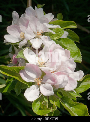 Fiori e foglie di Cox s Orange Pippin melo Malus domestica Foto Stock