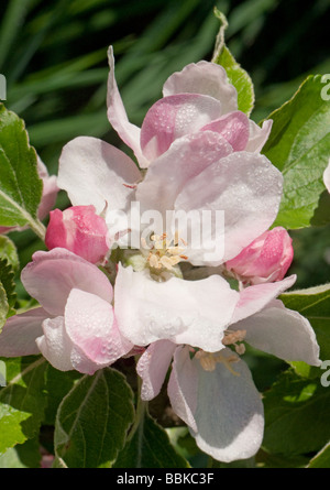Fiori e foglie di Cox s Orange Pippin melo Malus domestica Foto Stock