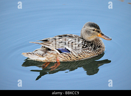 Anatra Mallard (Anas platyrhynchos) che nuota in acque blu calme, mostrando piumaggio marrone chiazzato e distintivo cerotto di ala blu. Foto Stock