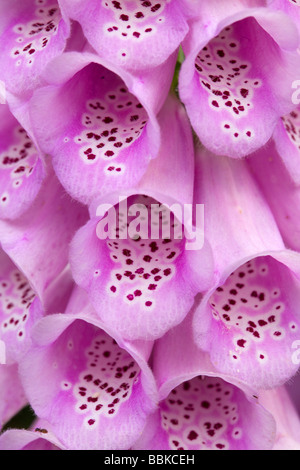 Close up dettaglio della lavanda foxglove Foto Stock