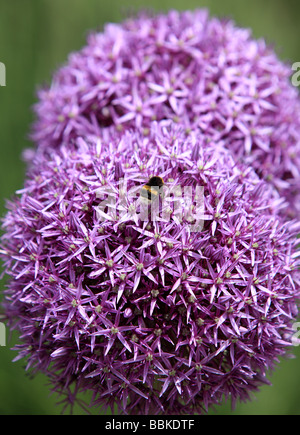 Ape su un Allium giganteum, gigante fiore di cipolla Foto Stock