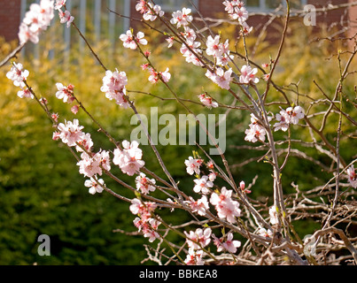 Molla di rosa fiori di mandorla amara tree Prunus dulcis Cork dado contro gli alberi del sole Foto Stock