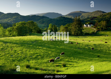 Guardando verso il Langdale colline da vicino Skelwith Bridge con pecore al pascolo in un campo Foto Stock