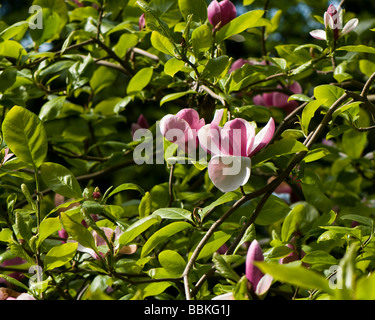 X Magnolia soulangeana Lennei Foto Stock