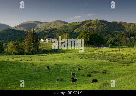 Guardando verso il Langdale colline da vicino Skelwith Bridge con pecore al pascolo in un campo Foto Stock