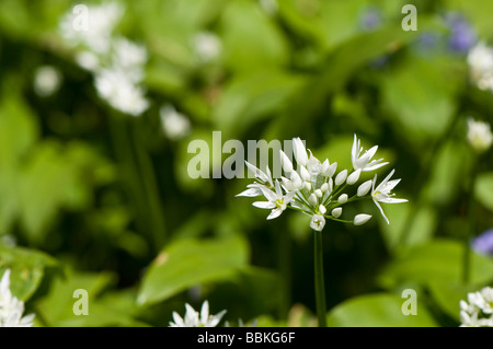 Aglio selvatico, Allium ursinum, anche noto anche come Ramsons, Ransomes, Devil's Posy, fiore di cipolla, Stinkplant o l'aglio orsino Foto Stock