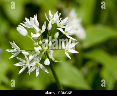 Aglio selvatico, Allium ursinum, anche noto anche come Ramsons, Ransomes, Devil's Posy, fiore di cipolla, Stinkplant o l'aglio orsino Foto Stock