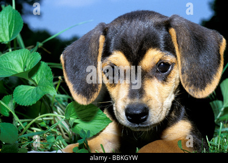 Close up di beagle cucciolo di sera giardino, Midwest USA Foto Stock