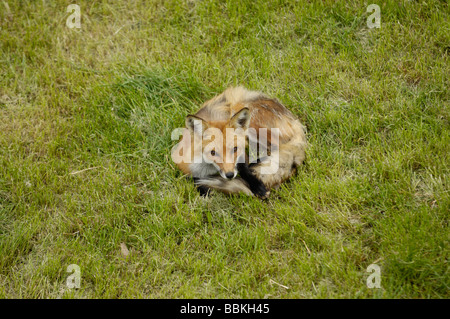 Red Fox giacente su erba verde Foto Stock