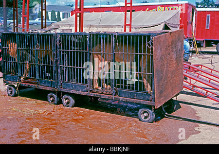 Due leoni limitati nel loro movimento in piccole gabbie di contenimento, Clyde Beatty Cole Bros fratelli combinati Circus, c. 1960 Foto Stock