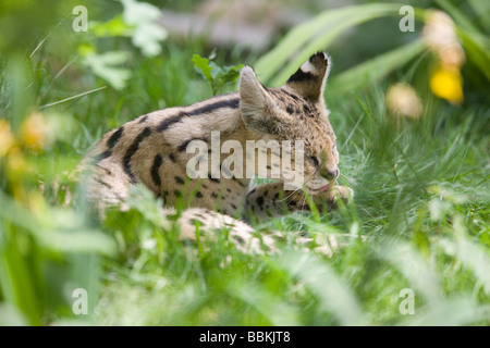 Serval leccare la pelliccia - Leptailurus serval Foto Stock