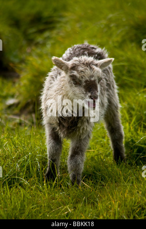 Dh North Ronaldsay ORKNEY North Ronaldsay in bianco e nero giovane agnello Foto Stock