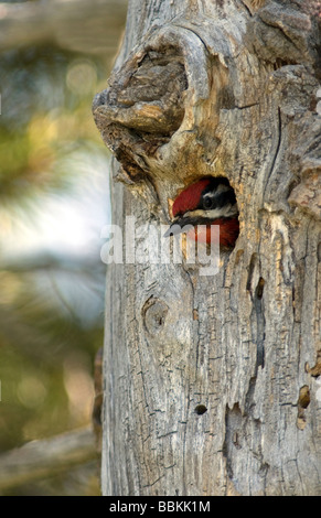 Red naped Sapsucker Sphyrapicus nuchalis Foto Stock