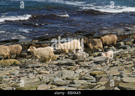Dh North Ronaldsay ORKNEY North Ronaldsay gregge di pecore con agnelli sulla spiaggia rocciosa e il mare Foto Stock