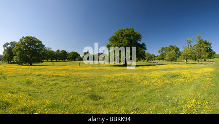 Il cotswold modo distanza lungo il sentiero che passa attraverso un campo di renoncules tra stanway e stanton villaggi in inglese Foto Stock