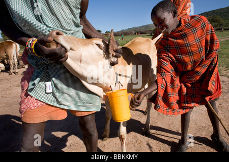 Ngoiroro è un villaggio di 200 abitanti tutti appartenenti alla tribù Massai il villaggio stabilisce a destra nella Rift valley a sud di Nairobi contro il bordo della Tanzania il Massai vivere molto vicino alla natura e i loro animali le mucche e capre sono più importante quindi denaro al massai ogni famiglia possiede circa 50 vacche e 50 capre la dieta principale degli abitanti del villaggio è la carne e il latte le donne sono supponiamo per mungere le mucche due volte al giorno e i bambini piccoli sono a guardare dopo la mandria durante il giorno mentre pascolando il Massai prendere il sangue dalle vacche durante le celebrazioni che mescolarlo con il latte e bere Foto Stock