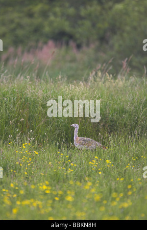 Grande Bustard Otis tarda a piedi maschili in fiore prato in Puxton Moor, Somerset nel mese di giugno. Foto Stock