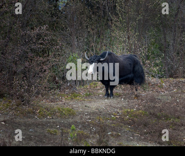 Yak in piedi rivolto verso il naso bianco pelo nero nella foresta montana intervallo vicino Wangdu Bhutan 91523 Orizzontale Bhutan-Yak Foto Stock