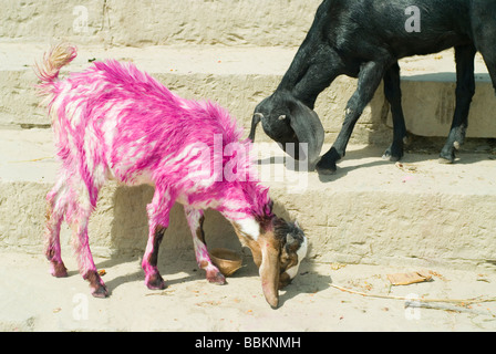 Dipinto di capra durante Holi festival (Indian Nuovo Anno) - Varanasi (India). 2009 Foto Stock