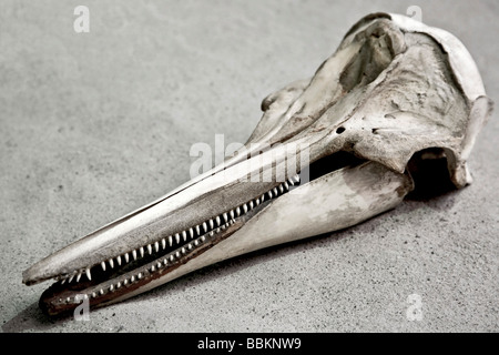 Cranio di un becco bianco dolphin (Lagenorhynchus albirostris) Foto Stock