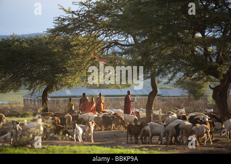 Ngoiroro è un villaggio di 200 abitanti tutti appartenenti alla tribù Massai il villaggio stabilisce a destra nella Rift valley a sud di Nairobi contro il bordo della Tanzania il Massai vivere molto vicino alla natura e i loro animali le mucche e capre sono più importante quindi denaro al massai ogni famiglia possiede circa 50 vacche e 50 capre la dieta principale degli abitanti del villaggio è la carne e il latte le donne sono supponiamo per mungere le mucche due volte al giorno e i bambini piccoli sono a guardare dopo la mandria durante il giorno mentre pascolando Foto Stock