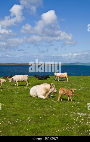 dh Charolais bovini bovini bovini bovini bovini bovini allevamenti animali ALLEVAMENTI Pedigree con vitello e mandria mista di mucche in campo regno unito tori mucca campi Foto Stock