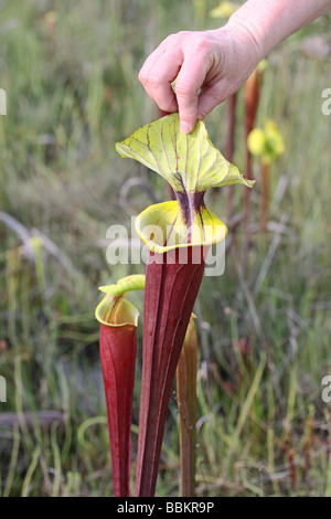 Pianta carnivora tromba brocca piante Sarracenia flava var rubricorpora Florida USA, da Carol Dembinsky/Dembinsky Foto Assoc Foto Stock