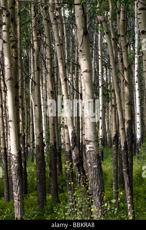 Aspen tronchi d albero illuminato da pezzata sole estivo con il verde del sottobosco. Foto Stock