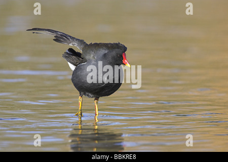 (Comune) Moorhen Gallinula chloropus in piedi in acqua e ALA-stiro a Slimbridge WWT, Gloucestershire in febbraio. Foto Stock